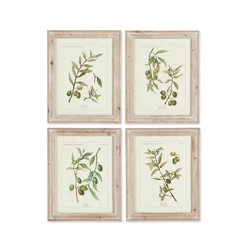 Framed Olive Leaf Botanical Prints Set of 4