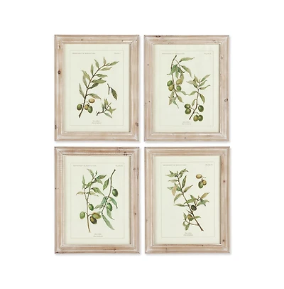 Framed Olive Leaf Botanical Prints Set of 4