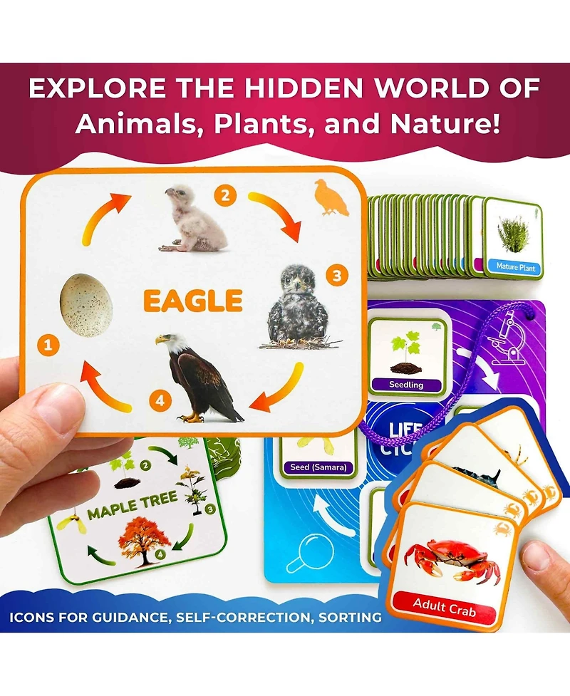 Quokka Life CycleToys for Kids - 30 Flashcards Toddler Science Kit Ages 2-4 - 120 Magnetic Flash Cards