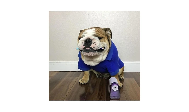 Parisian Pet Polo Blue