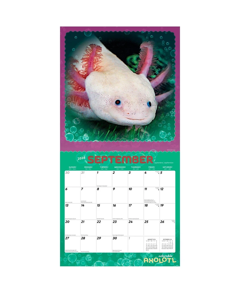 Adorable Axolotl | 2026 12 x 24 Inch (Hanging) Monthly Square Wall Calendar | Plastic-Free