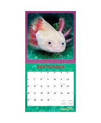 Adorable Axolotl | 2026 12 x 24 Inch (Hanging) Monthly Square Wall Calendar | Plastic-Free