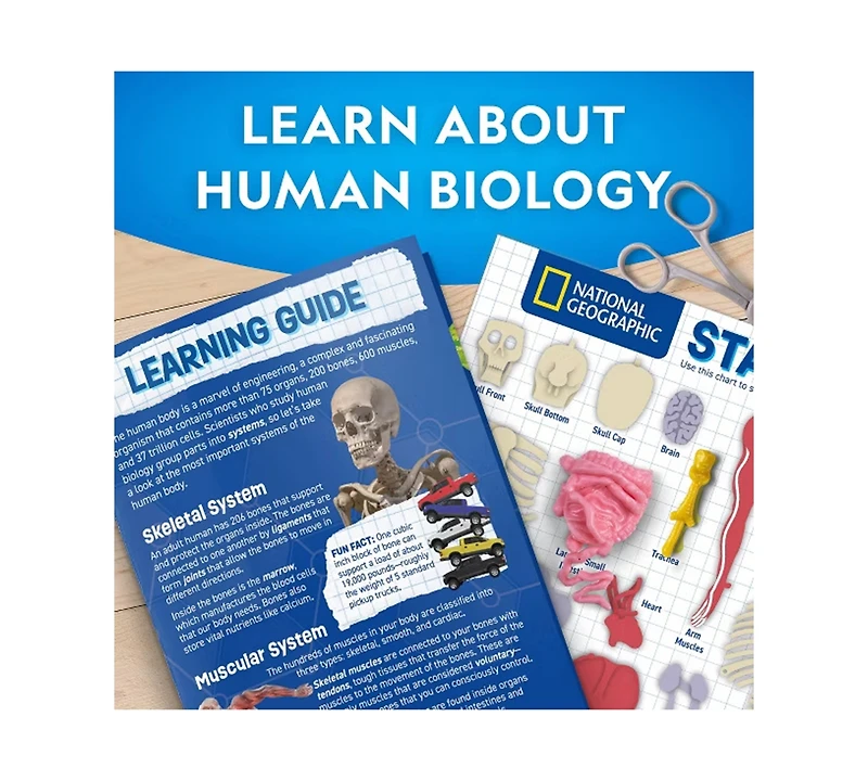 National Geographic Glow-In-The-Dark Human Body