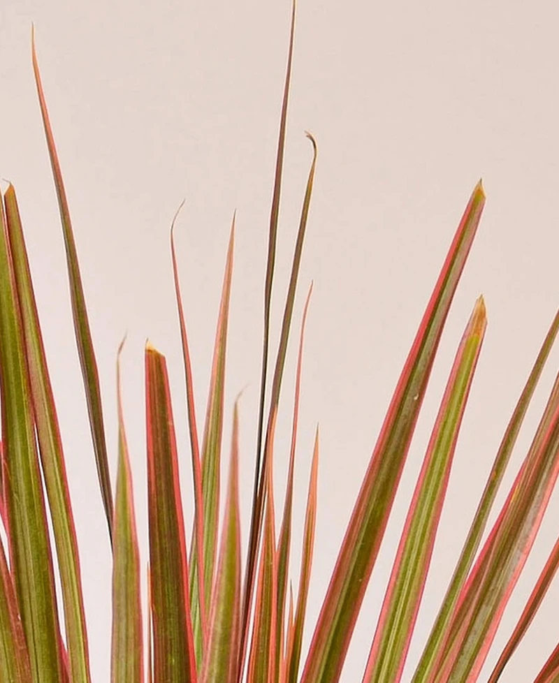 Dracaena 'Colorama' Live Plant, 4" Pot