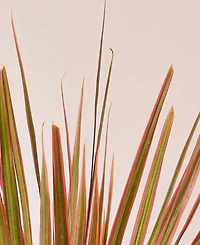 Dracaena 'Colorama' Live Plant, 4" Pot