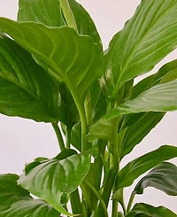 Spathiphyllum 'Peace Lily' Live Plant, 4" Pot