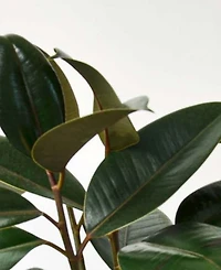 Ficus Elastica 'Burgundy' Live Plant, 6" Pot