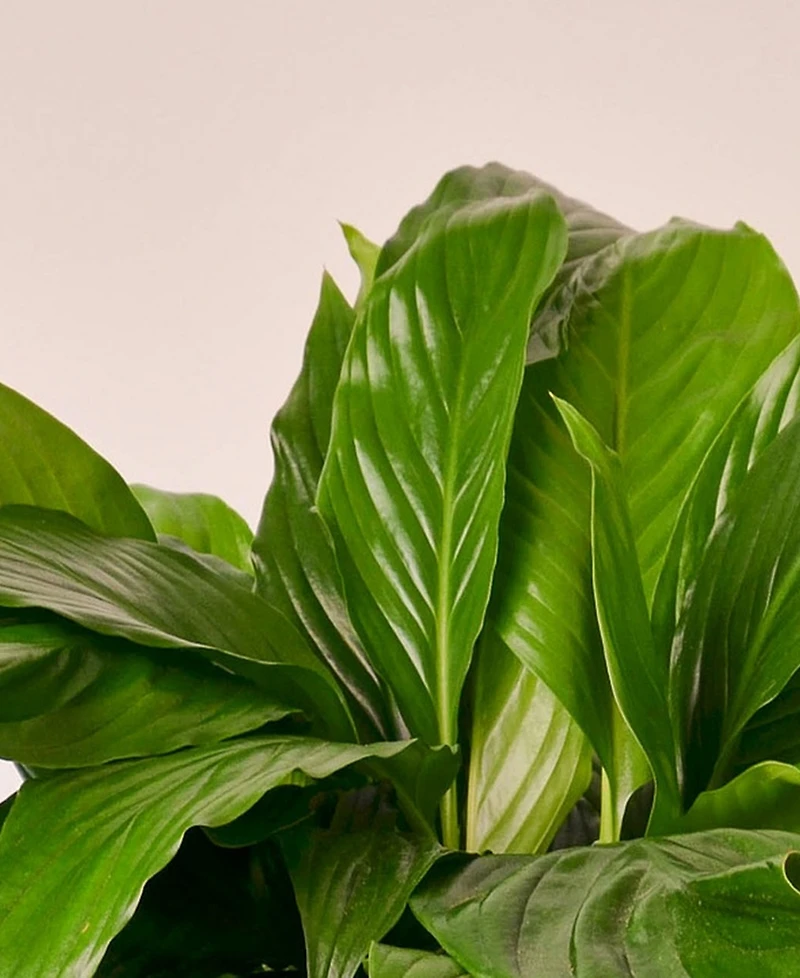 Spathiphyllum 'Peace Lily' Live Plant, 6" Pot