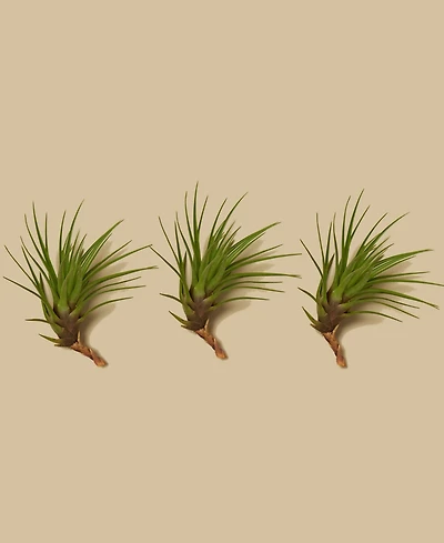 House Plant Shop Tillandsia Tricolor Live Air Plants, Pack of 3