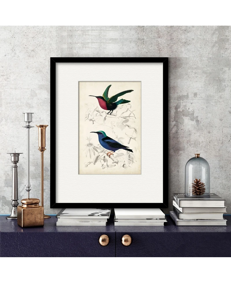 Courtside Market D'Orbigny Birds Ii 16" x 20" Framed and Matted Art