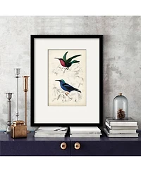 Courtside Market D'Orbigny Birds Ii 16" x 20" Framed and Matted Art