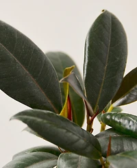 Ficus Elastica 'Burgundy' Live Plant, 4" Pot
