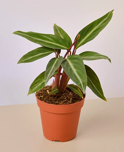 Stromanthe Sanguinea Live Plant, 4" Pot