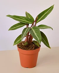 Stromanthe Sanguinea Live Plant, 4" Pot