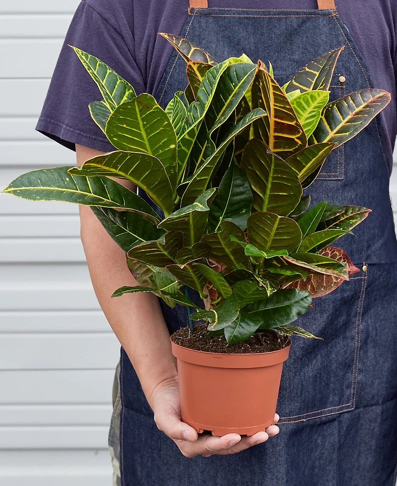 Croton Petra 'Joseph's Coat' Live Plant, 6" Pot