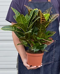 Croton Petra 'Joseph's Coat' Live Plant, 6" Pot
