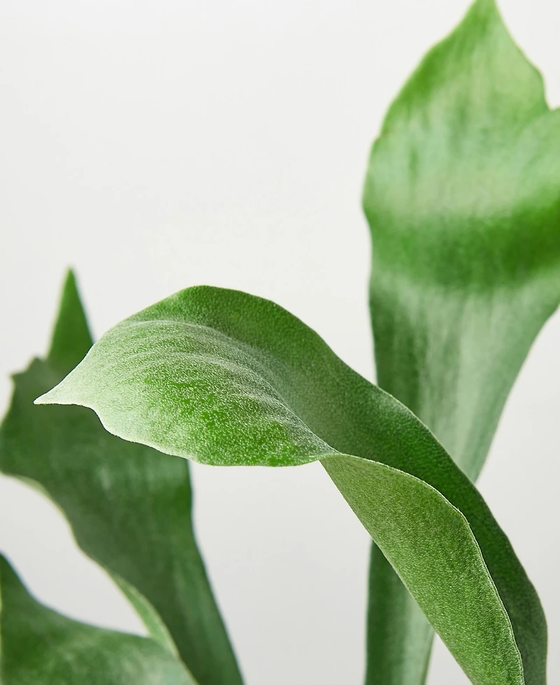 Staghorn Fern Live Plant, 6" Pot