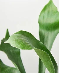 Staghorn Fern Live Plant, 6" Pot
