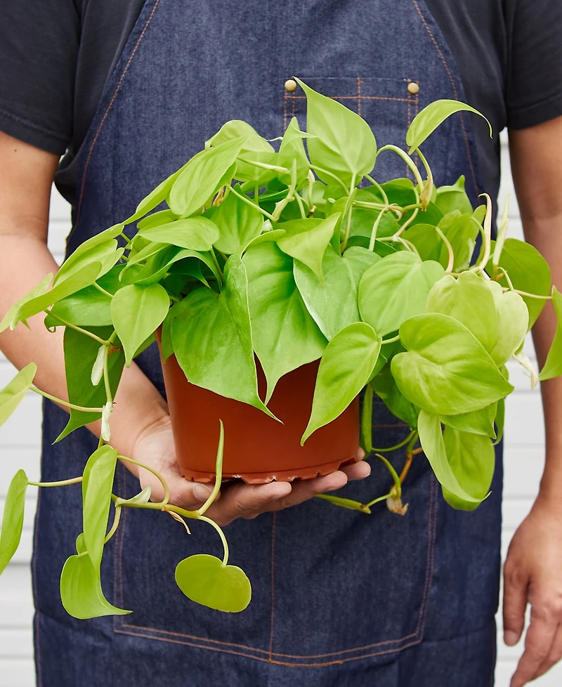 Philodendron 'Neon' Live Plant, 6" Pot