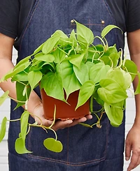 Philodendron 'Neon' Live Plant, 6" Pot