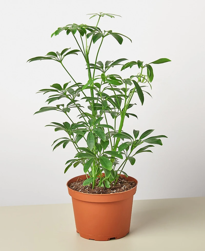 Schefflera Arboricola 'Umbrella Plant' Live Plant, 6" Pot