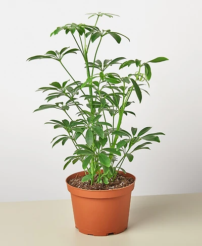 Schefflera Arboricola 'Umbrella Plant' Live Plant, 6" Pot