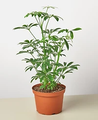 Schefflera Arboricola 'Umbrella Plant' Live Plant, 6" Pot