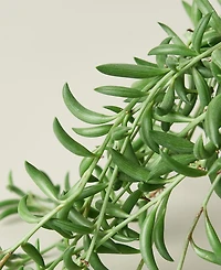 Succulent String of Bananas Live Plant, 6" Pot