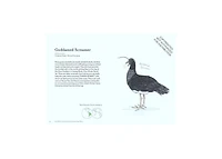 The Field Guide to Dumb Birds of the Whole Stupid World by Matt Kracht