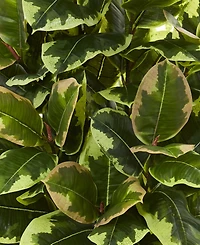 Nearly Natural Variegated Rubber Leaf Artificial Plant in White Tower Vase