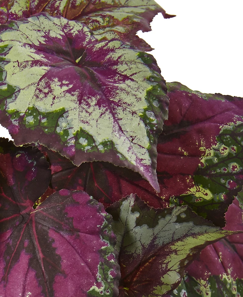 Nearly Natural 6-Pc. Wax Begonia Artificial Bush Set