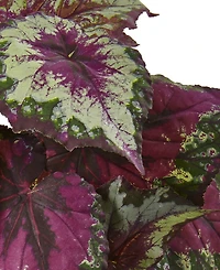 Nearly Natural 6-Pc. Wax Begonia Artificial Bush Set