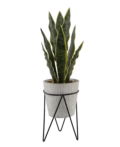 Flora Bunda 21" Snake Plant