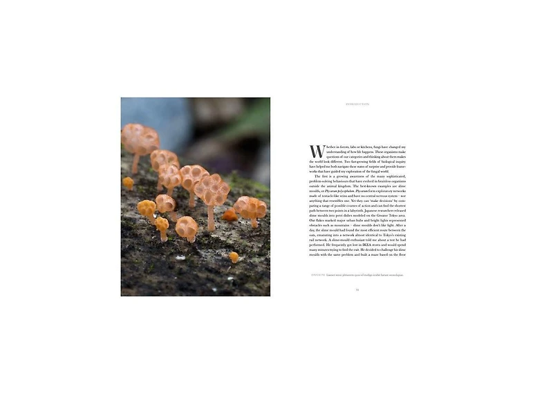 Entangled Life- The Illustrated Edition- How Fungi Make Our Worlds by Merlin Sheldrake