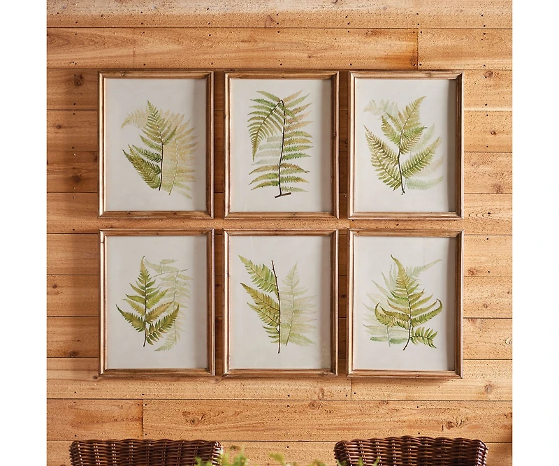 Framed Fern Study Set of 6