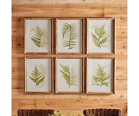 Framed Fern Study Set of 6