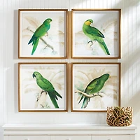 Green Parrots Study Set of 4 Wall Art