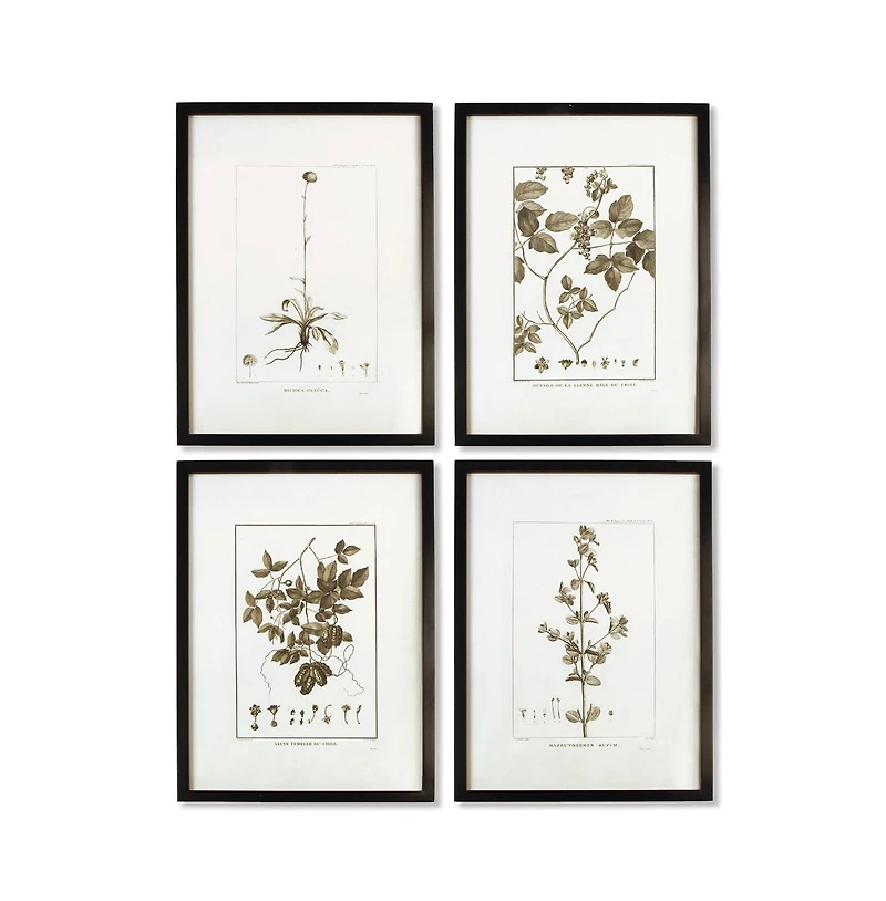 Framed Sepia-Tone Botanical Prints Set of 4