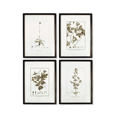 Framed Sepia-Tone Botanical Prints Set of 4