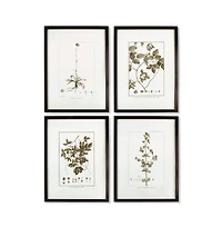 Framed Sepia-Tone Botanical Prints Set of 4