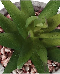 Monarch Specialties 6" Indoor Artificial Succulent Plants with Decorative Grey Cement Pots, Set Of 2