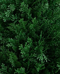 Nearly Natural 3ft. Uv Resistant Artificial Cedar Plant with Integrated Ground Stake Indoor/Outdoor - Set of 2