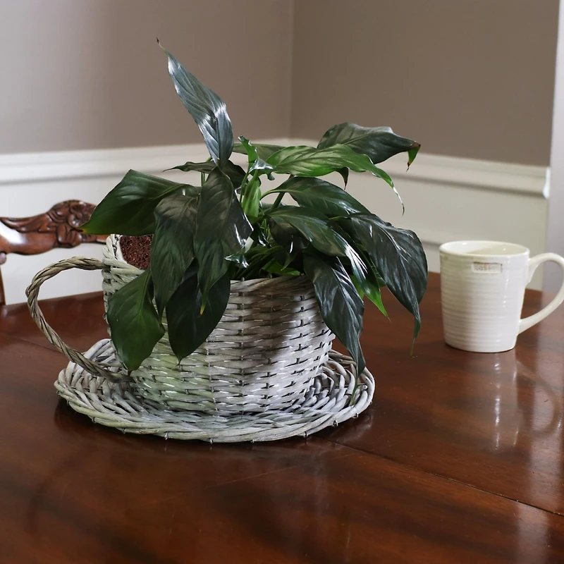 Willow Wicker Coffee Cup Indoor Planters - Gray - Set of 2
