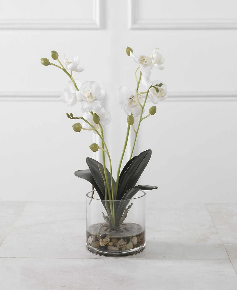 Uttermost Glory Orchid