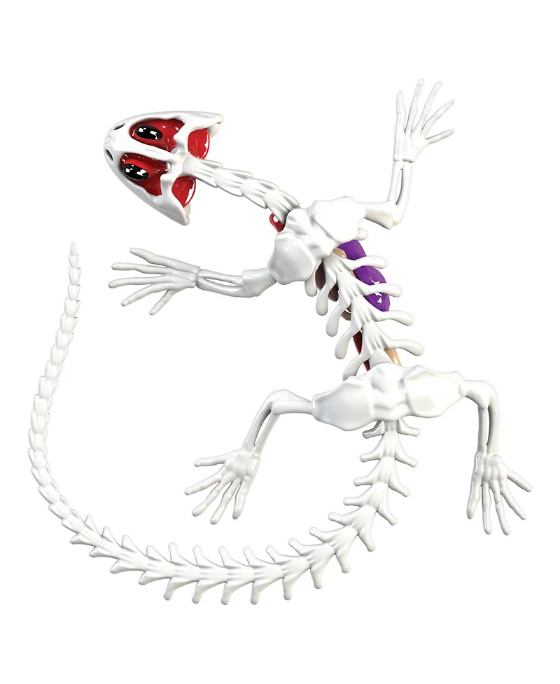 World Tech Toys Amazing Creatures Synthetic Dissection Kit - Salamander Frog Double Pack