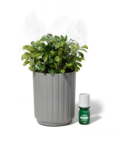 Lifelines Boxwood Plant Diffuser