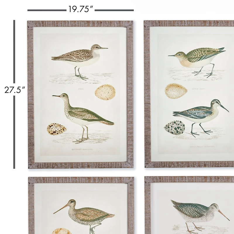 Coastal Birds Study Set of 4
