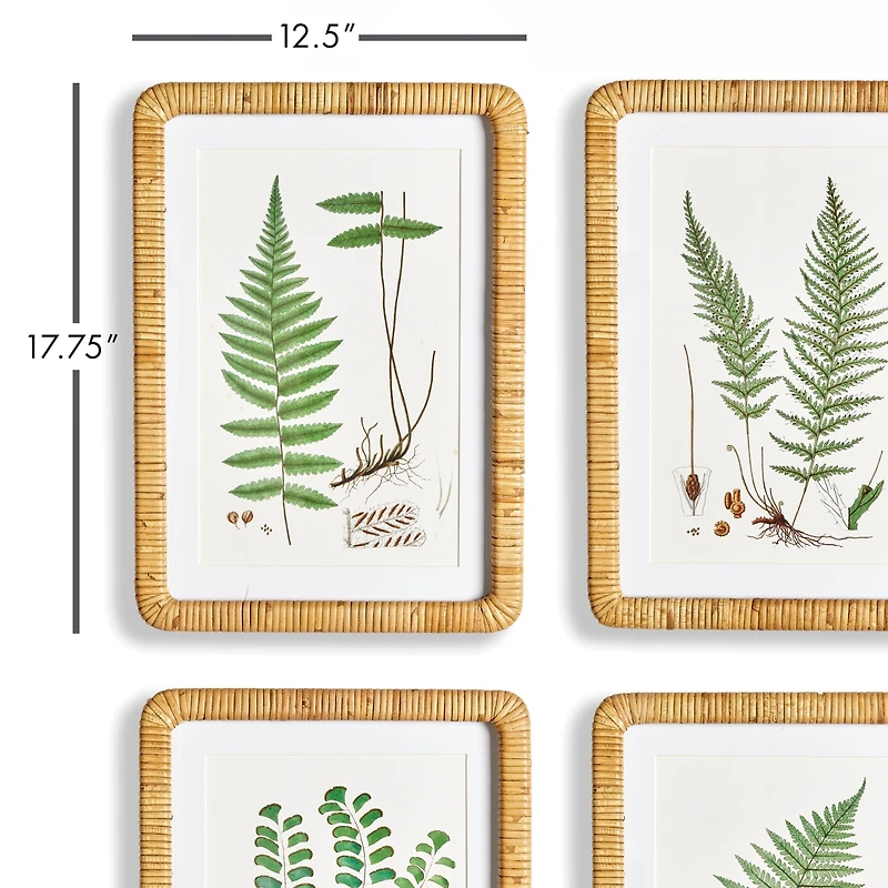 Forest Fern Prints Set of 4