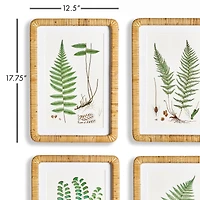 Forest Fern Prints Set of 4