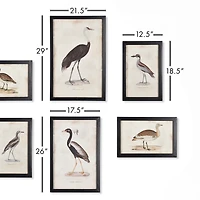 Waterfowl Gallery, Set Of 6